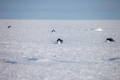 Adelie-Penguins-11-October-01