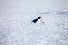 Adelie-Penguins-11-October-02