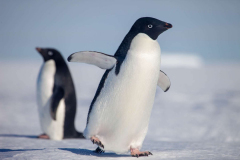 Adelie-Penguins-11-October-04