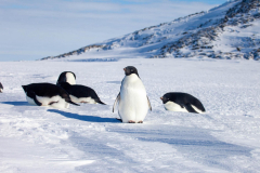 Adelie-Penguins-11-October-09