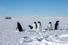 Adelie-Penguins-11-October-13