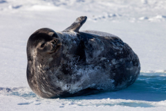 Baby-Seal-11th-October-01