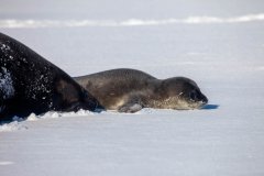 Baby-Seal-11th-October-02