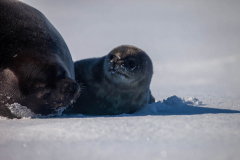 Baby-Seal-11th-October-05