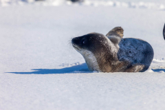 Baby-Seal-11th-October-10