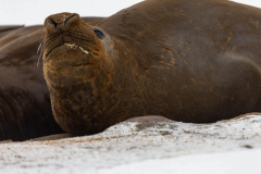 Elephant-Seals-15th-April-4