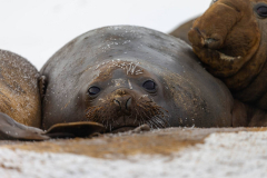Elephant-Seals-15th-April-6