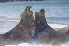 Elephant-Seals-Fighting