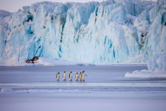 Emperor-Penguins-at-the-Sorsdal