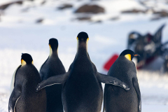 Four-Emporer-penguins-on-the-beach