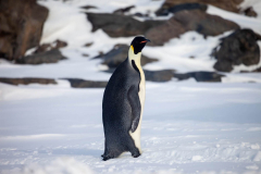 Lone-Emporer-on-the-beach-09