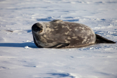 Penguin-Camera-Trip-weddel-seal-sighting-2