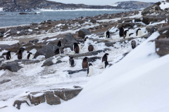 Seals-in-the-Feb-Snow-01