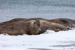 Seals-in-the-Feb-Snow-04