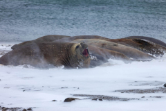 Seals-in-the-Feb-Snow-07